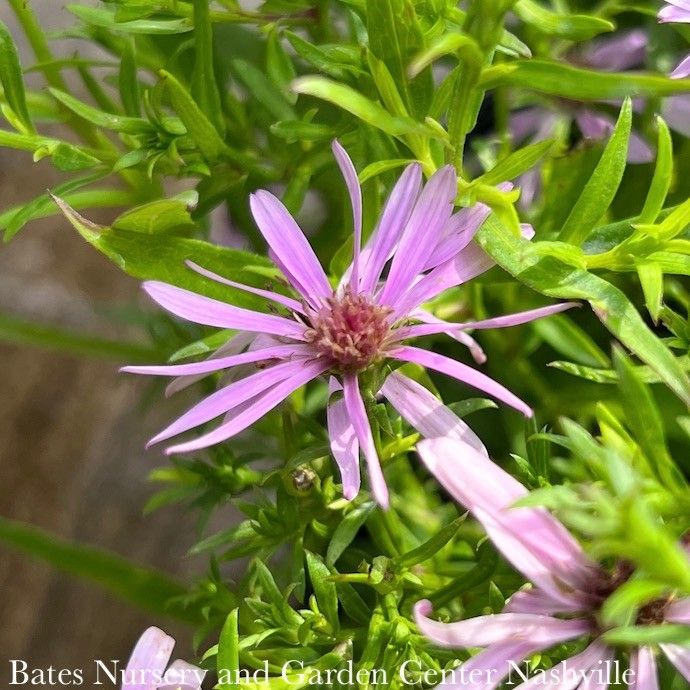 #1 Symphyotrichum nov-belgii Wood's Purple/ New York Aster