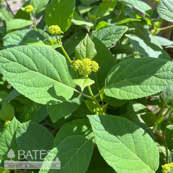 #3 Hydrangea arb Haas Halo/ Smooth White Native (TN)