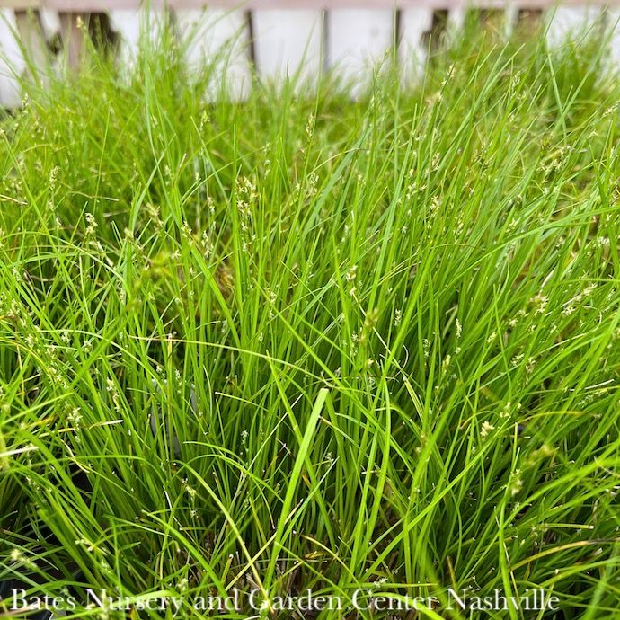 QP Grass Carex socialis/ Low Woodland Sedge Native (TN)