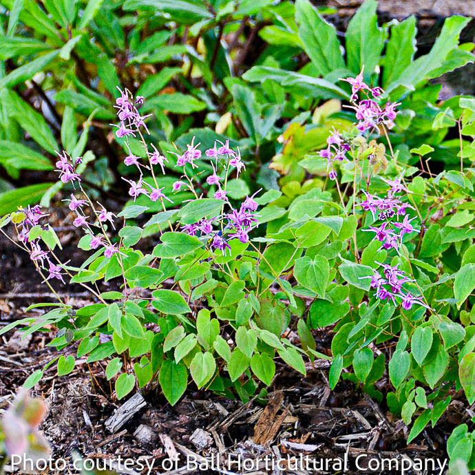 QP Epimedium grand Lilafee/ Barrenwort, Bishop's Hat