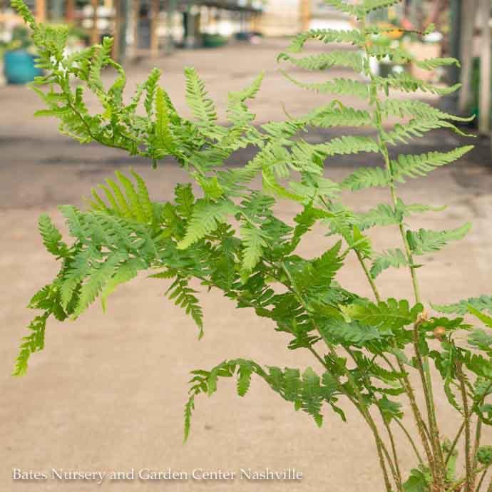 #1 Dryopteris filix-mas/ Male Fern