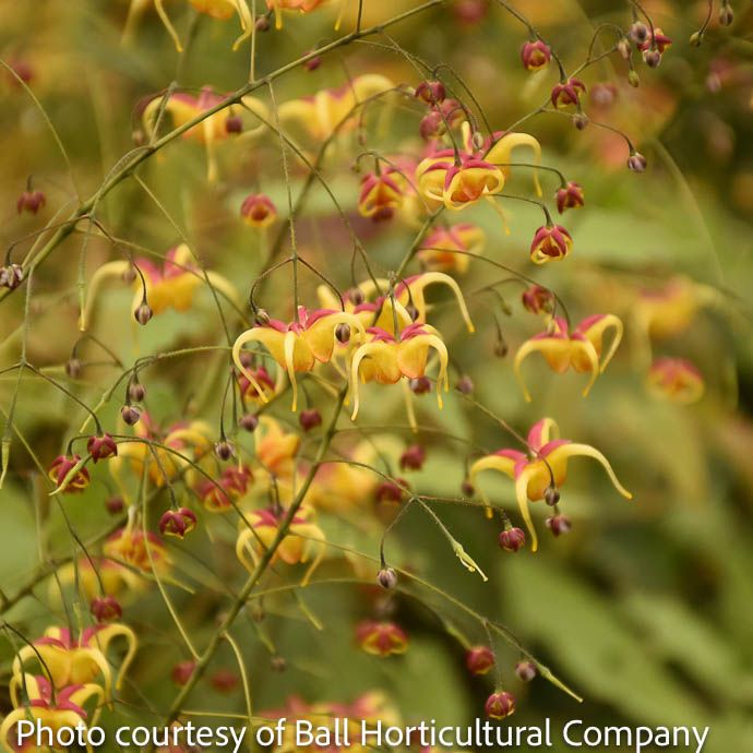 #1 Epimedium x Jester's Hat/ Gold Barrenwort, Bishop's Hat