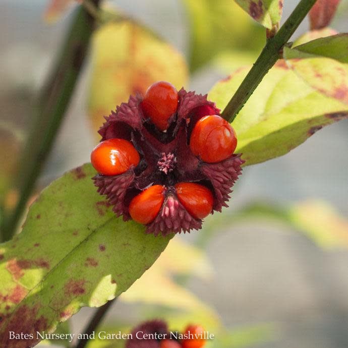 #3 Euonymus americanus/ Strawberry Bush, Hearts-a-Bustin Native (TN)