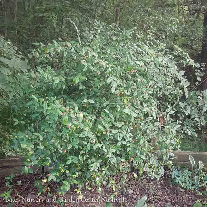 #3 Euonymus americanus/ Strawberry Bush, Hearts-a-Bustin Native (TN)