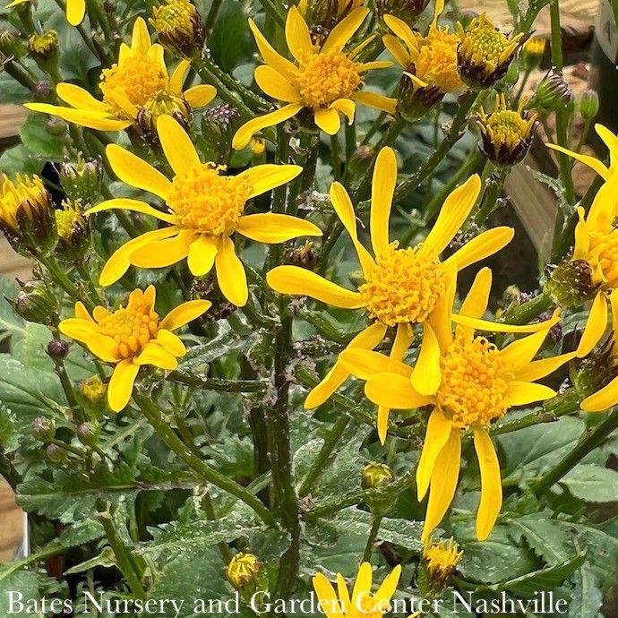 #1 Packera aurea / Golden Groundsel Native (TN)