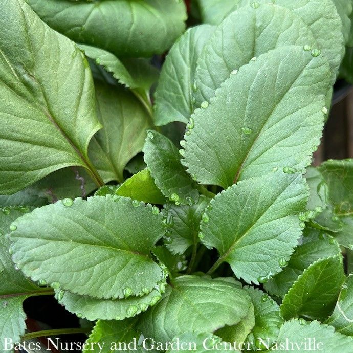 #1 Packera aurea / Golden Groundsel Native (TN)