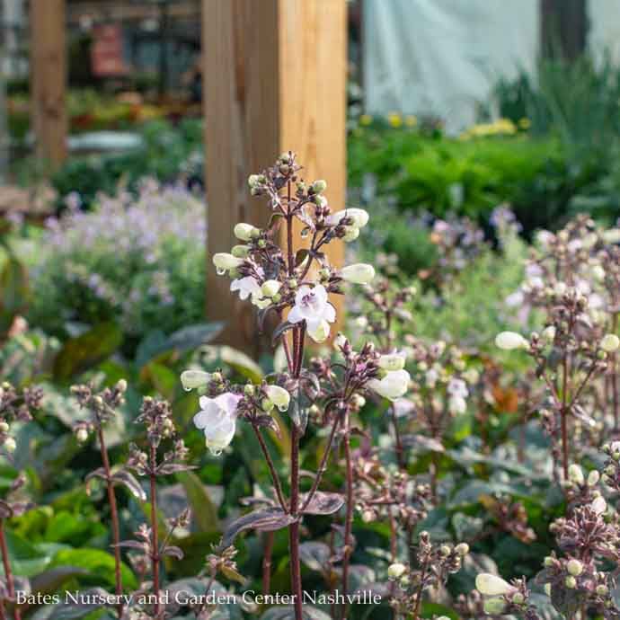 #1 Penstemon dig Blackbeard/ Beardtongue Native (TN)