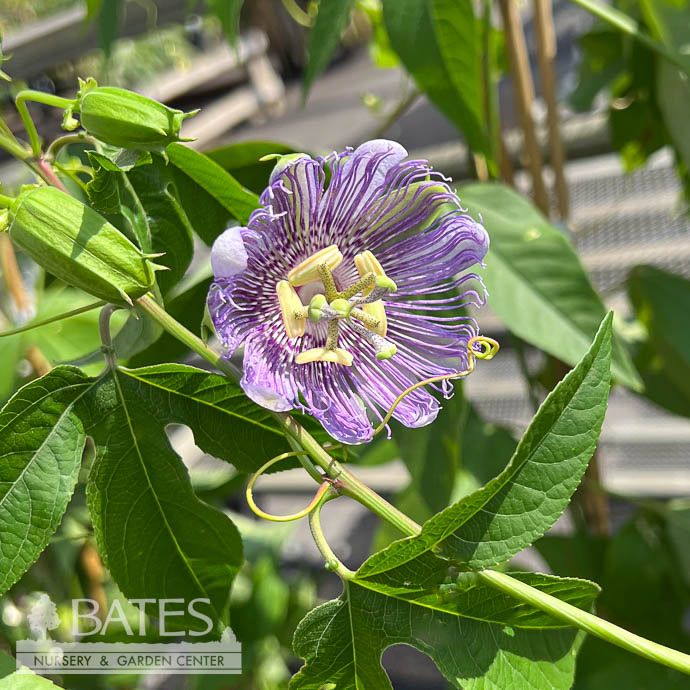 #3 Passiflora incarnata/ Passionflower Vine/ Maypop Native (TN)