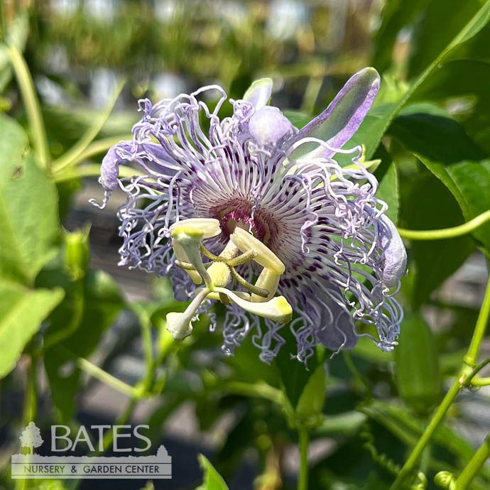 #3 Passiflora incarnata/ Passionflower Vine/ Maypop Native (TN)