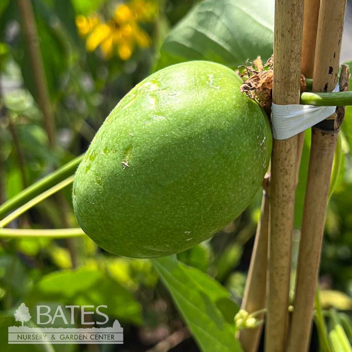 #3 Passiflora incarnata/ Passionflower Vine/ Maypop Native (TN)