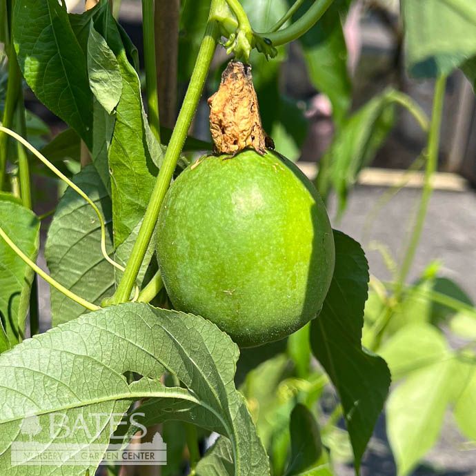 #3 Passiflora incarnata/ Passionflower Vine/ Maypop Native (TN)