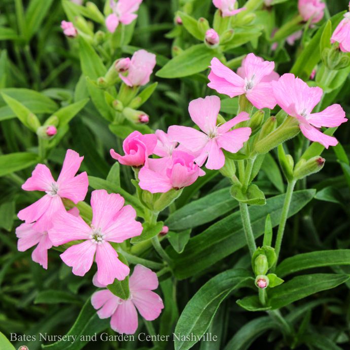 #1 Silene caroliniana var wherryi Short and Sweet/ Pink Catchfly Native (R)