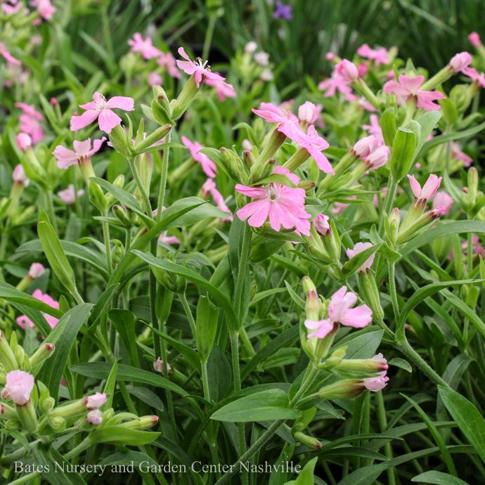 #1 Silene caroliniana var wherryi Short and Sweet/ Pink Catchfly Native (R)