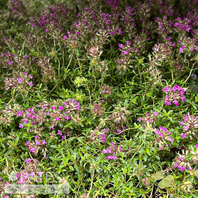 #1 Thymus coccineus/ Creeping Red Thyme