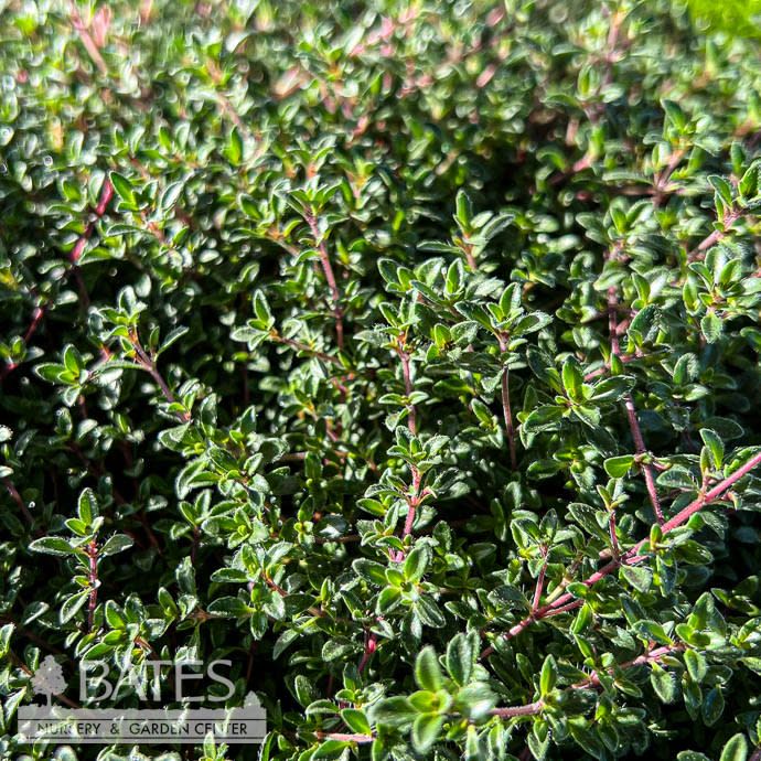 #1 Thymus coccineus/ Creeping Red Thyme