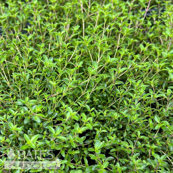 #1 Thymus coccineus/ Creeping Red Thyme