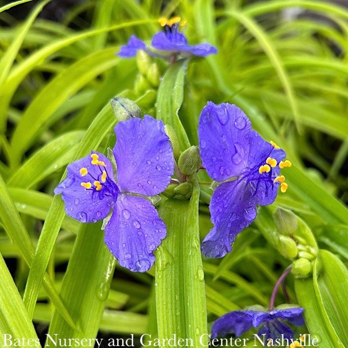 #2 Tradescantia x Sweet Kate/ Purple-Blue Spiderwort