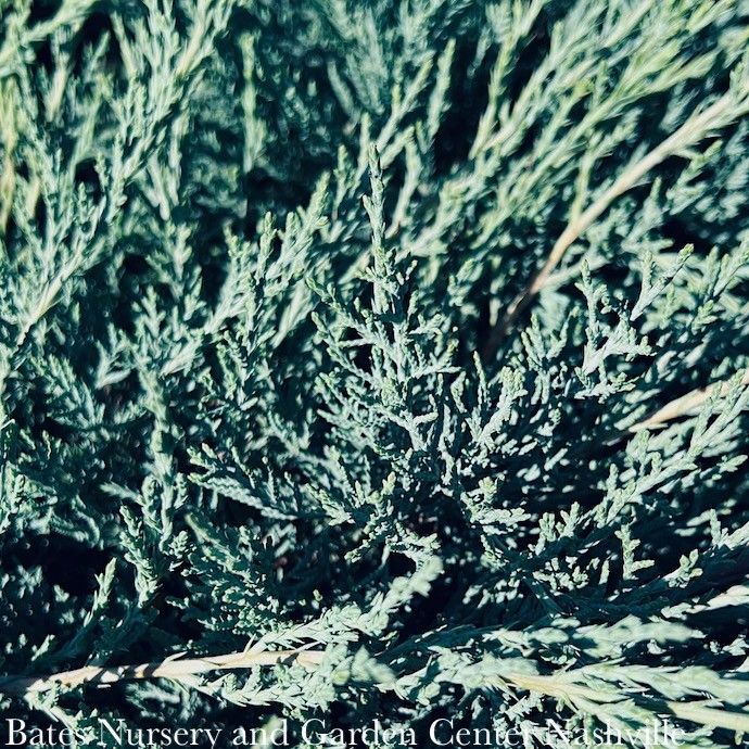 #2 Juniperus virg Grey Guardian/Juniper Wreath Native (TN)