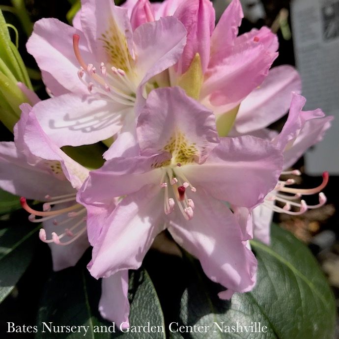 #5 Rhododendron cat Album/ White Native (TN)- No Warranty