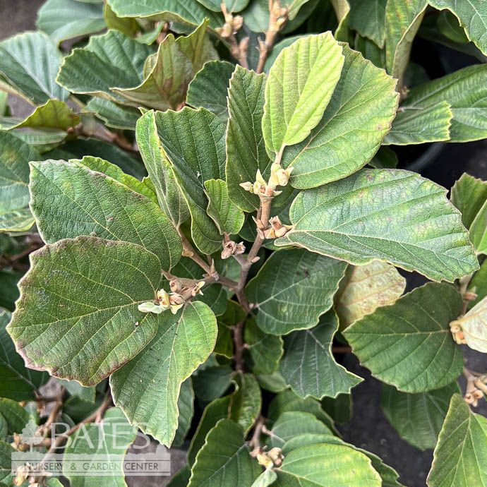 #3 Fothergilla gardenii/ Dwarf Witch Alder Native (R)