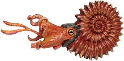 Ammonite (Safari)