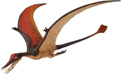 Rhamphorhynchus (Safari)