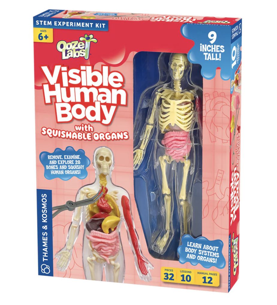 Visible Human Body with Squishable Organs