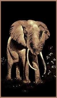 African Adventure Elephant 5x7