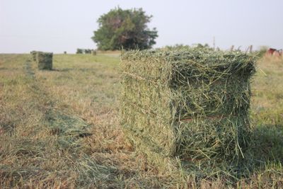 Hay
