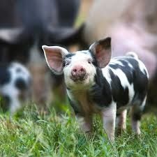 Pigs