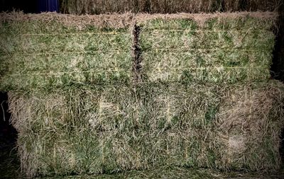 Alfalfa