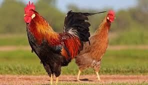 Chicken