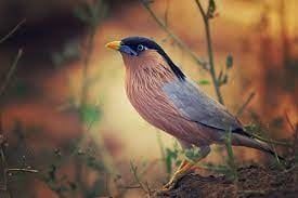 Wild Bird