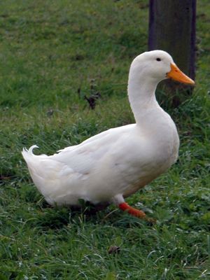 Ducks