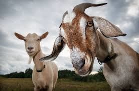 Goats