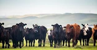 Cattle 