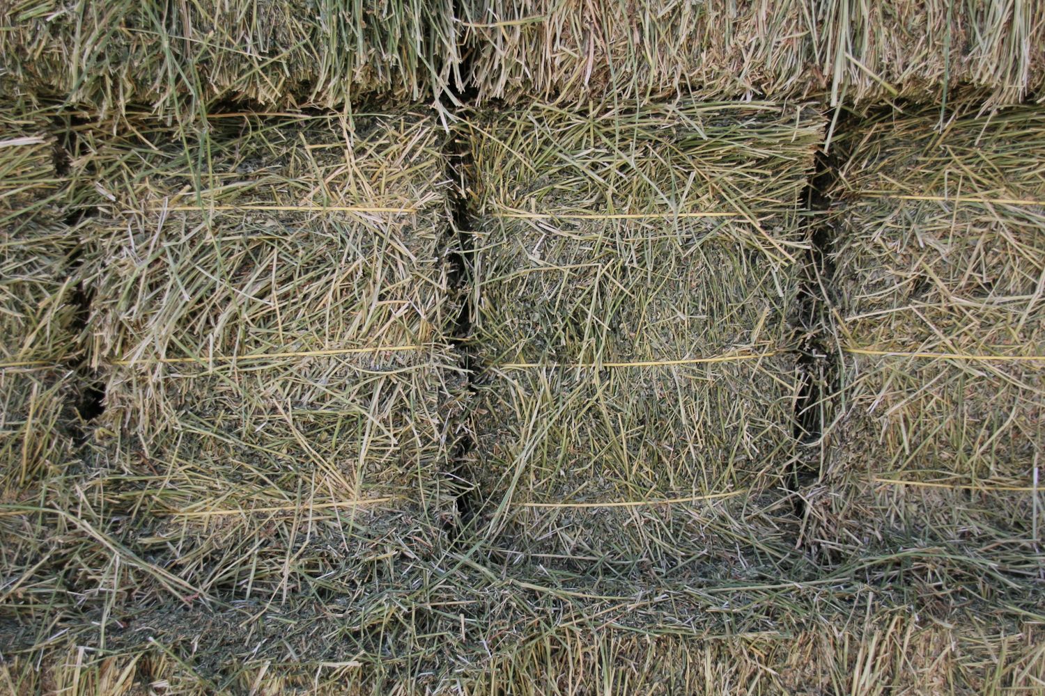 CS24 Alfalfa  2nd cutting