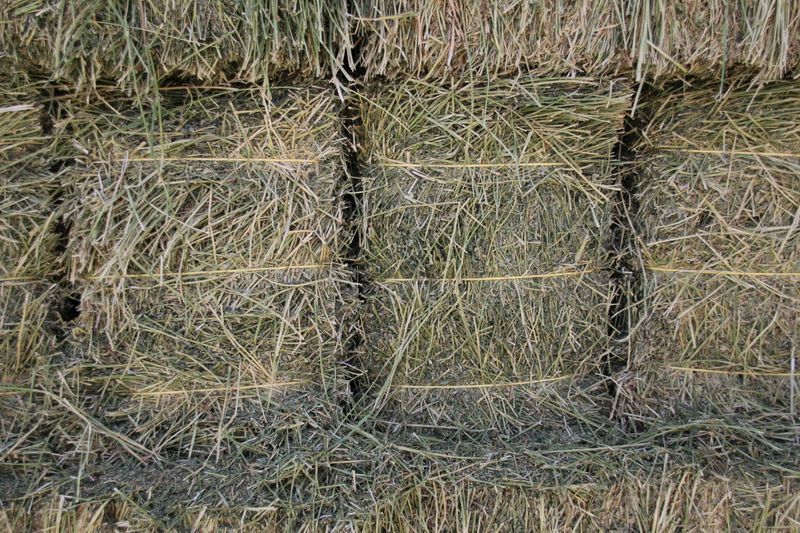 CS24 Alfalfa  2nd cutting