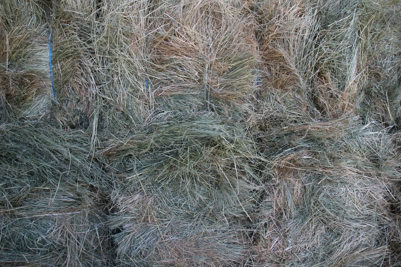 CA24 TEFF