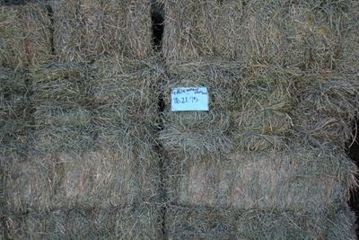676 GH24 Orchard/Alfalfa Mix