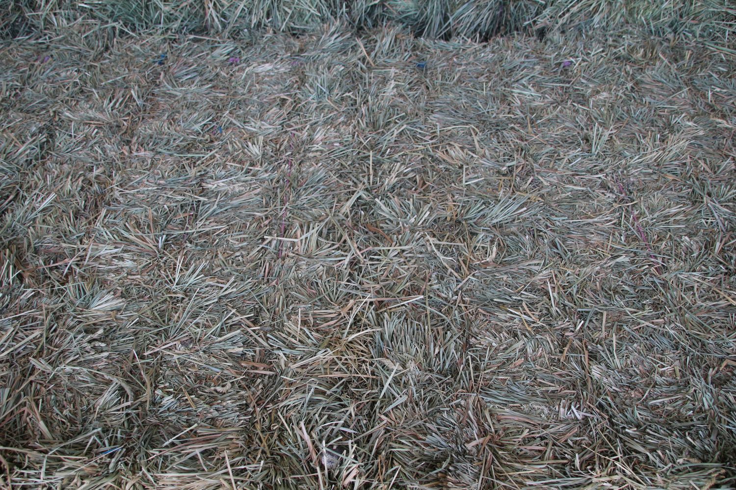 SF24 Orchard Alfalfa Mix.