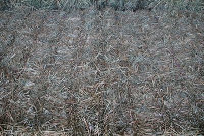 SF24 Orchard Alfalfa Mix.