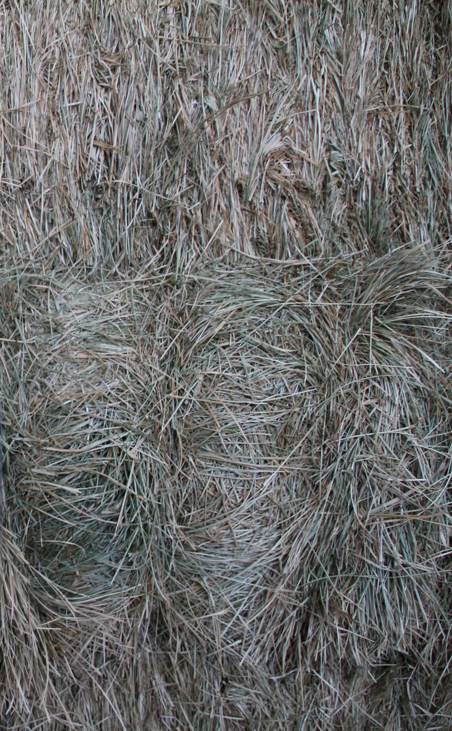 FF24 Meadow Grass