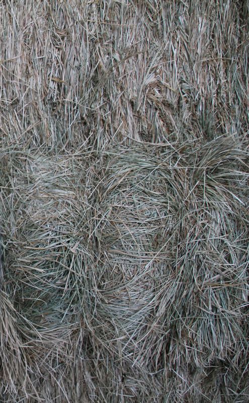 FF24 Meadow Grass