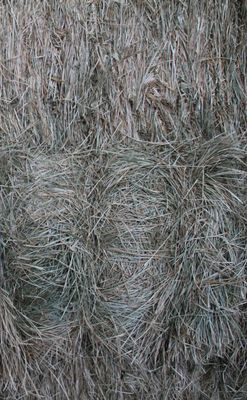 FF24 Meadow Grass