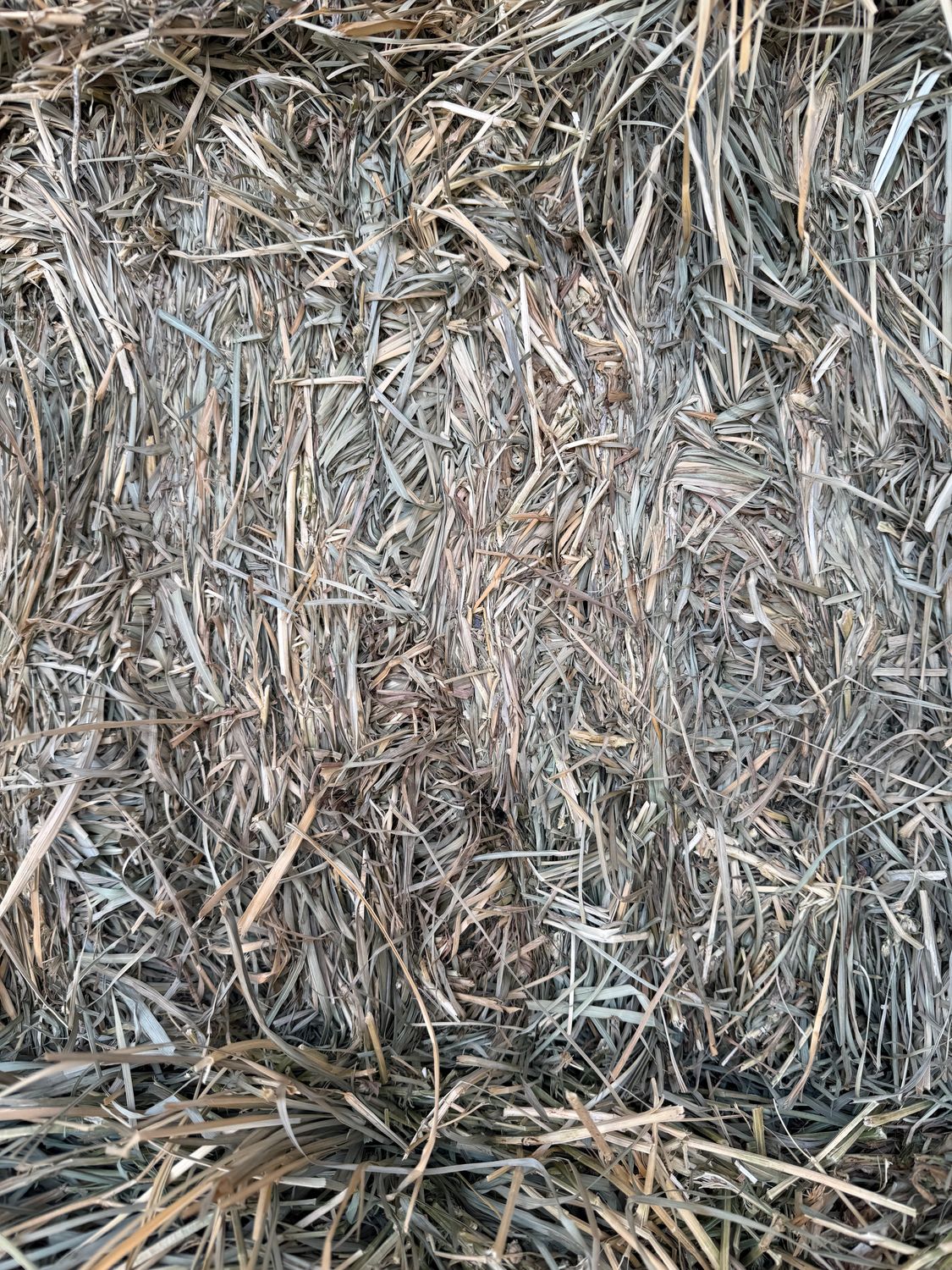 686 DF24 Orch/Alfalfa Mix