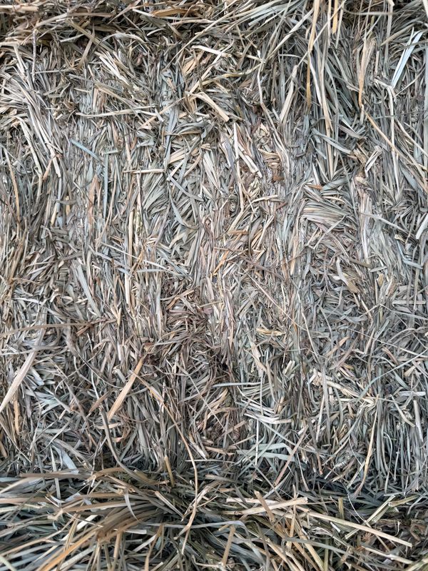686 DF24 Orch/Alfalfa Mix