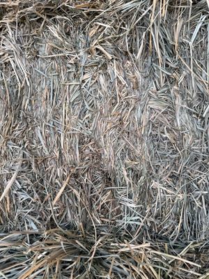 686 DF24 Orch/Alfalfa Mix