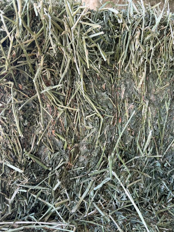 CR24 2nd Cut Alfalfa