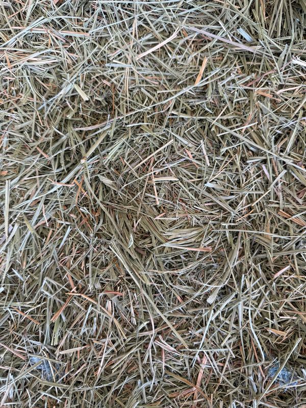 564 JD24 Meadow Grass